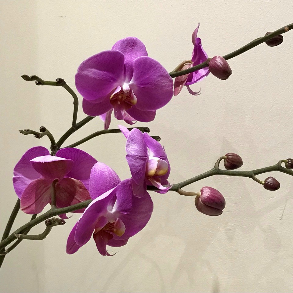 Lê Thị Mai H
